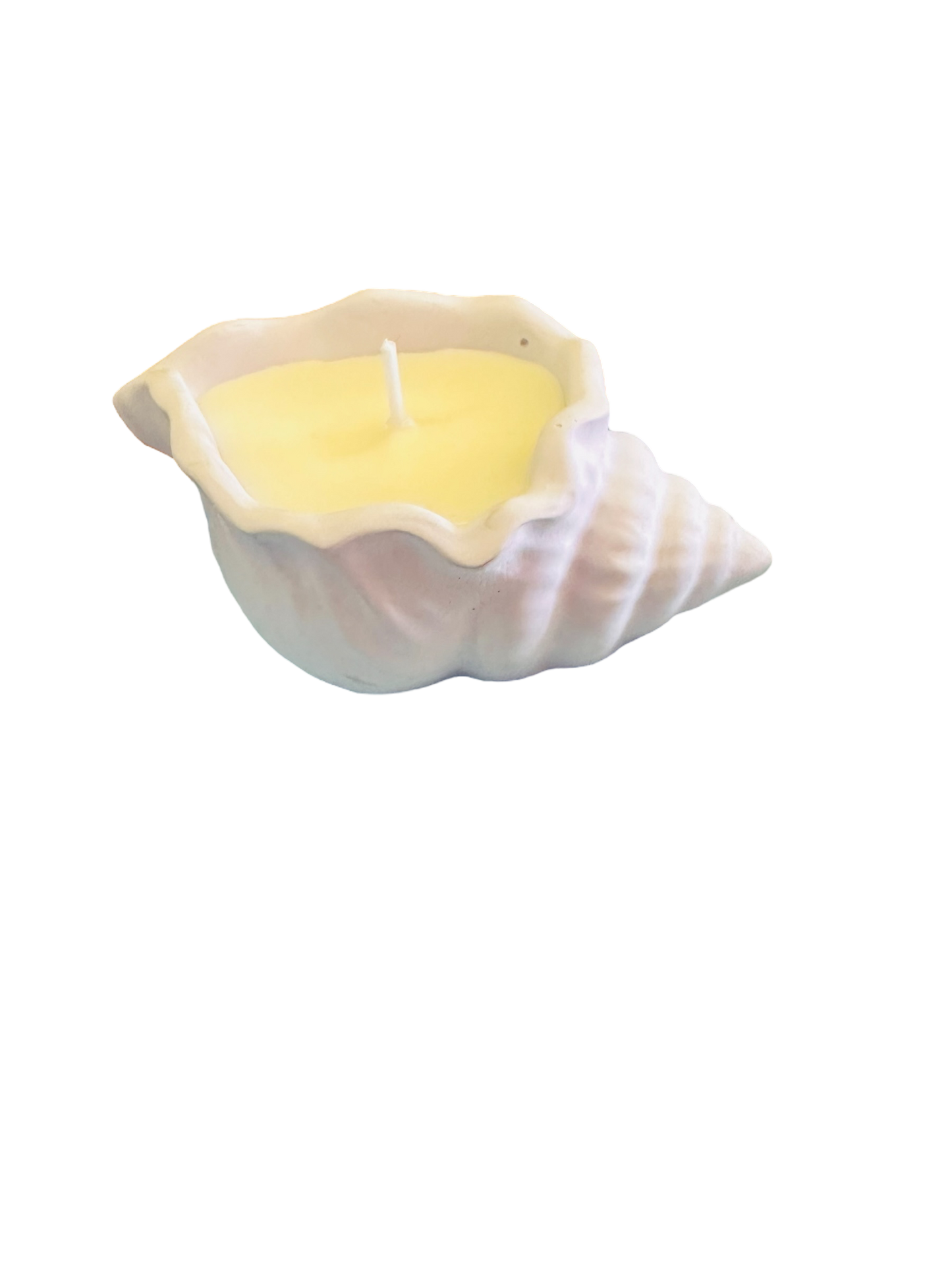 Κοχύλι small